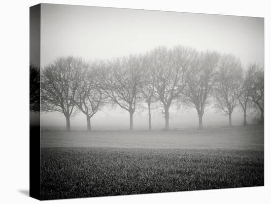 Foggy Landscape-Craig Roberts-Stretched Canvas