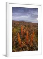 Foggy Morning at Hayden Valley, Yellowstone-Vincent James-Framed Photographic Print