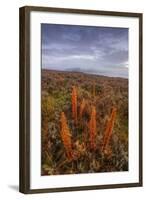 Foggy Morning at Hayden Valley, Yellowstone-Vincent James-Framed Photographic Print