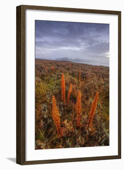 Foggy Morning at Hayden Valley, Yellowstone-Vincent James-Framed Photographic Print