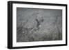 Foggy Morning Buck-Jai Johnson-Framed Giclee Print