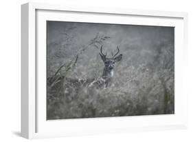 Foggy Morning Buck-Jai Johnson-Framed Giclee Print