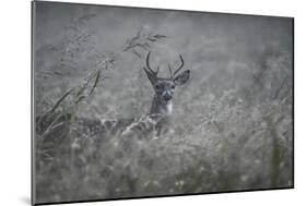 Foggy Morning Buck-Jai Johnson-Mounted Giclee Print