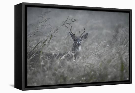 Foggy Morning Buck-Jai Johnson-Framed Stretched Canvas