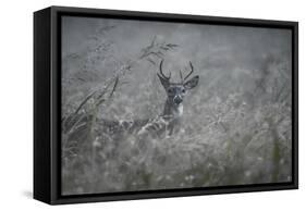 Foggy Morning Buck-Jai Johnson-Framed Stretched Canvas