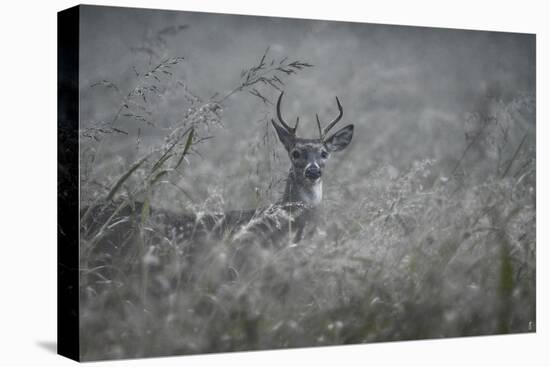 Foggy Morning Buck-Jai Johnson-Stretched Canvas