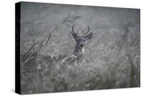 Foggy Morning Buck-Jai Johnson-Stretched Canvas