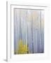 Foggy Morning in Aspen Forest I-Don Paulson-Framed Giclee Print