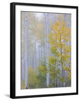 Foggy Morning in Aspen Forest II-Don Paulson-Framed Giclee Print