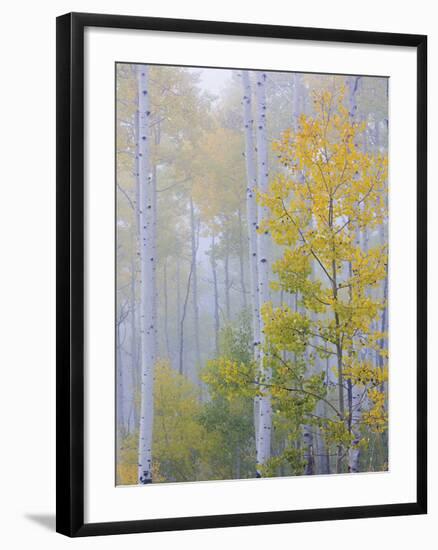 Foggy Morning in Aspen Forest II-Don Paulson-Framed Giclee Print