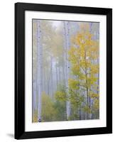 Foggy Morning in Aspen Forest II-Don Paulson-Framed Giclee Print