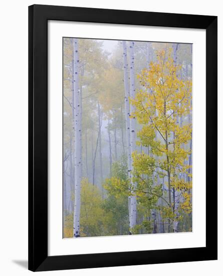Foggy Morning in Aspen Forest II-Don Paulson-Framed Giclee Print