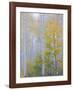 Foggy Morning in Aspen Forest II-Don Paulson-Framed Giclee Print