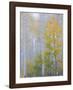 Foggy Morning in Aspen Forest II-Don Paulson-Framed Giclee Print