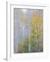 Foggy Morning in Aspen Forest II-Don Paulson-Framed Giclee Print