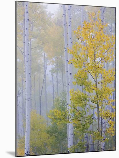 Foggy Morning in Aspen Forest II-Don Paulson-Mounted Giclee Print