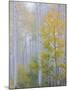 Foggy Morning in Aspen Forest II-Don Paulson-Mounted Giclee Print