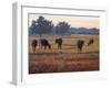 Foggy Morning Light-Patty Baker-Framed Art Print