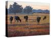 Foggy Morning Light-Patty Baker-Stretched Canvas