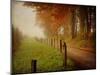 Foggy Morning on Hyatt Lane-Danny Head-Mounted Art Print