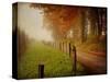 Foggy Morning on Hyatt Lane-Danny Head-Stretched Canvas