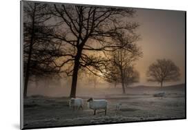 Foggy Morning-Piet Haaksma-Mounted Photographic Print