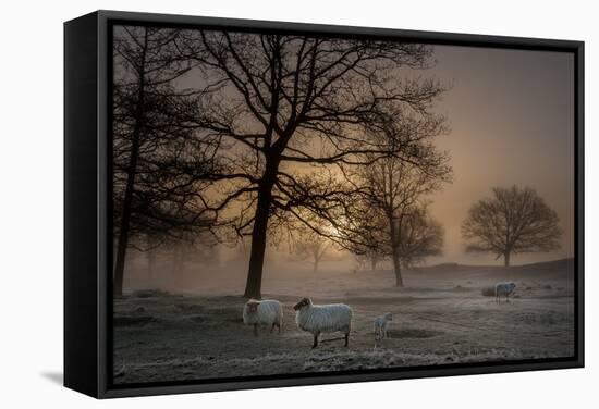 Foggy Morning-Piet Haaksma-Framed Stretched Canvas