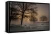 Foggy Morning-Piet Haaksma-Framed Stretched Canvas