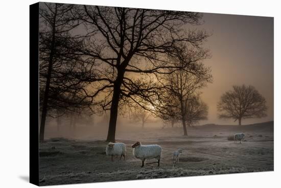 Foggy Morning-Piet Haaksma-Stretched Canvas