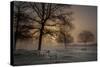 Foggy Morning-Piet Haaksma-Stretched Canvas