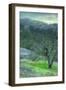 Foggy Mount Diablo Hillside-Vincent James-Framed Photographic Print