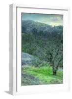 Foggy Mount Diablo Hillside-Vincent James-Framed Photographic Print