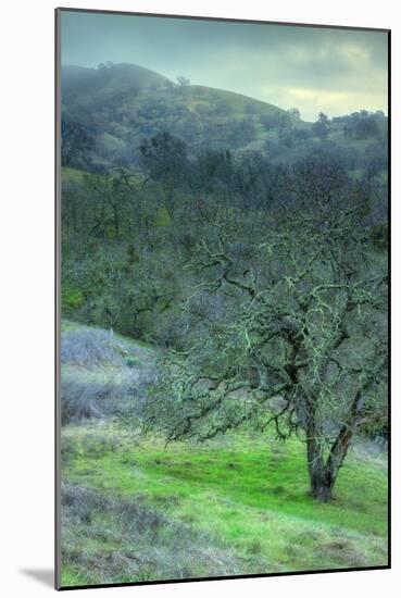 Foggy Mount Diablo Hillside-Vincent James-Mounted Photographic Print