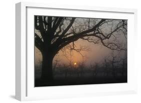 Foggy Oak-Erik Richards-Framed Art Print