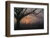 Foggy Oak-Erik Richards-Framed Giclee Print