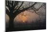 Foggy Oak-Erik Richards-Mounted Giclee Print