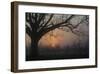 Foggy Oak-Erik Richards-Framed Giclee Print