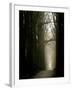 Foggy Path with Trees-Guillaume Carels-Framed Photographic Print