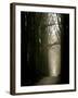 Foggy Path with Trees-Guillaume Carels-Framed Photographic Print