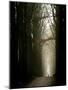 Foggy Path with Trees-Guillaume Carels-Mounted Photographic Print