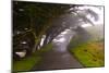 Foggy Path-George Johnson-Mounted Photographic Print