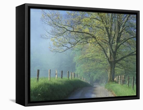 Foggy Road and Oak, Cades Cove, Great Smoky Mountains National Park, Tennessee, USA-Darrell Gulin-Framed Stretched Canvas