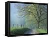 Foggy Road and Oak, Cades Cove, Great Smoky Mountains National Park, Tennessee, USA-Darrell Gulin-Framed Stretched Canvas