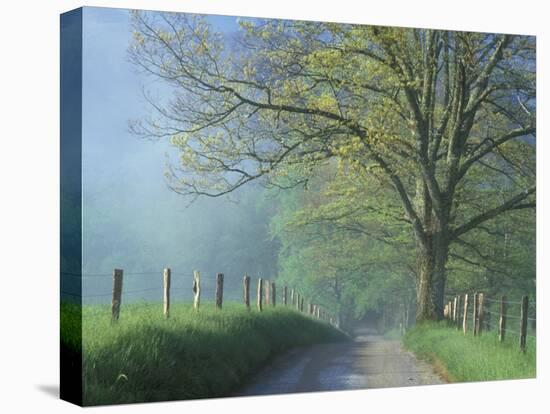 Foggy Road and Oak, Cades Cove, Great Smoky Mountains National Park, Tennessee, USA-Darrell Gulin-Stretched Canvas