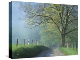 Foggy Road and Oak, Cades Cove, Great Smoky Mountains National Park, Tennessee, USA-Darrell Gulin-Stretched Canvas