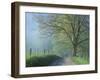 Foggy Road and Oak, Cades Cove, Great Smoky Mountains National Park, Tennessee, USA-Darrell Gulin-Framed Premium Photographic Print