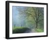 Foggy Road and Oak, Cades Cove, Great Smoky Mountains National Park, Tennessee, USA-Darrell Gulin-Framed Premium Photographic Print