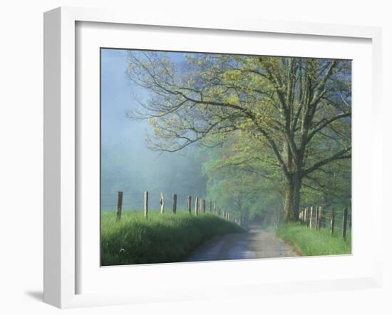 Foggy Road and Oak, Cades Cove, Great Smoky Mountains National Park, Tennessee, USA-Darrell Gulin-Framed Premium Photographic Print