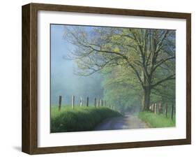 Foggy Road and Oak, Cades Cove, Great Smoky Mountains National Park, Tennessee, USA-Darrell Gulin-Framed Photographic Print