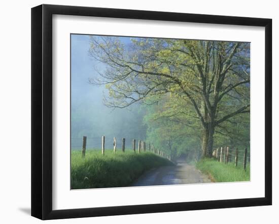 Foggy Road and Oak, Cades Cove, Great Smoky Mountains National Park, Tennessee, USA-Darrell Gulin-Framed Photographic Print